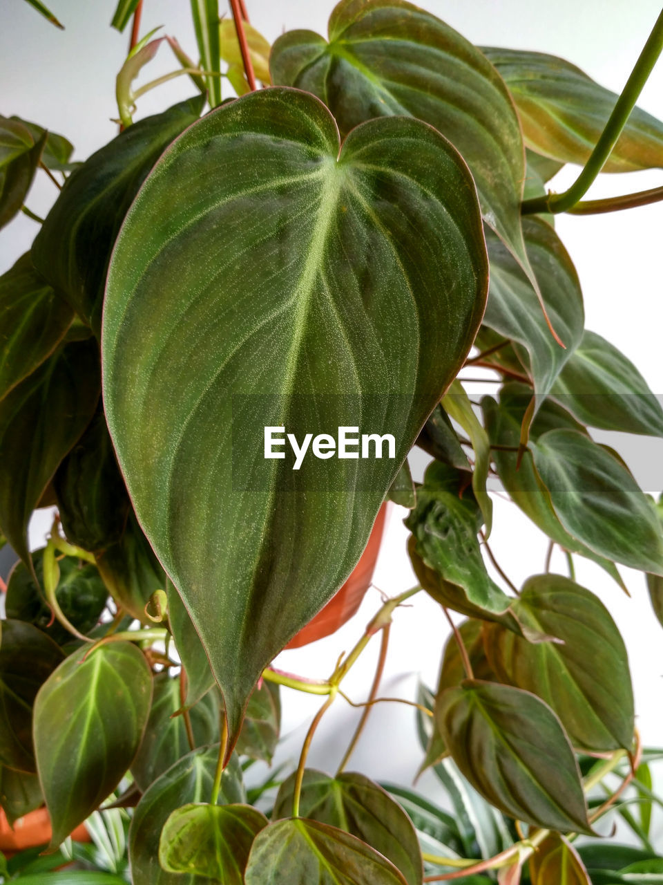 CLOSE-UP OF GREEN PLANT