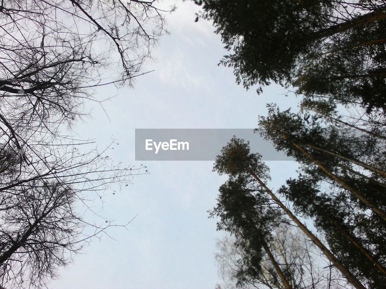 LOW ANGLE VIEW OF BARE TREES AGAINST SKY