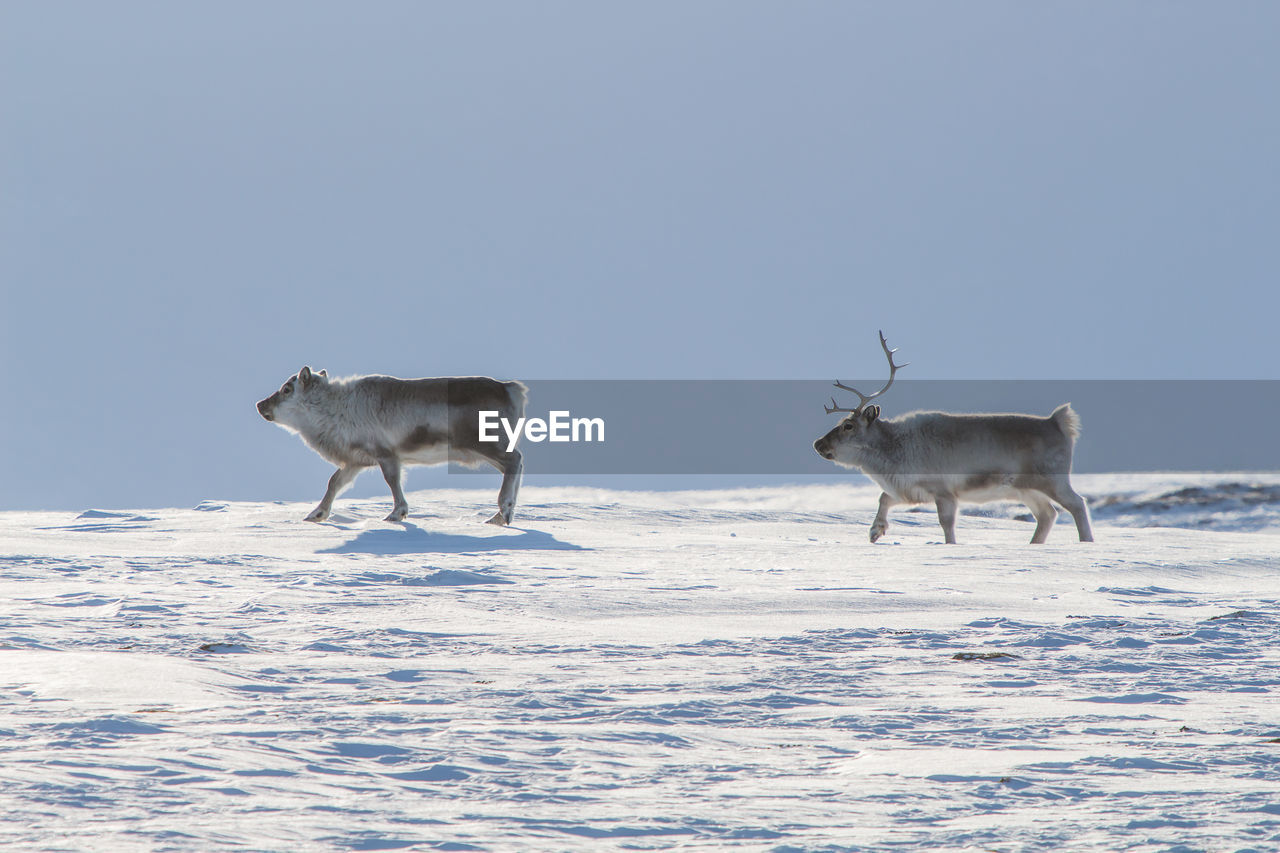 Side view of deer walking on snow field against clear sky