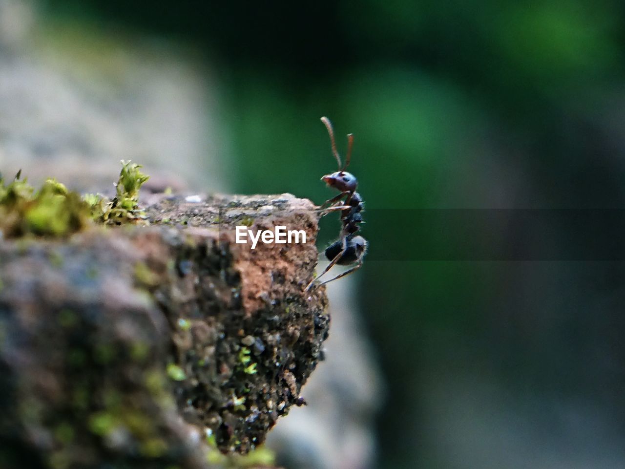 CLOSE-UP OF HOUSEFLY ON ROCK