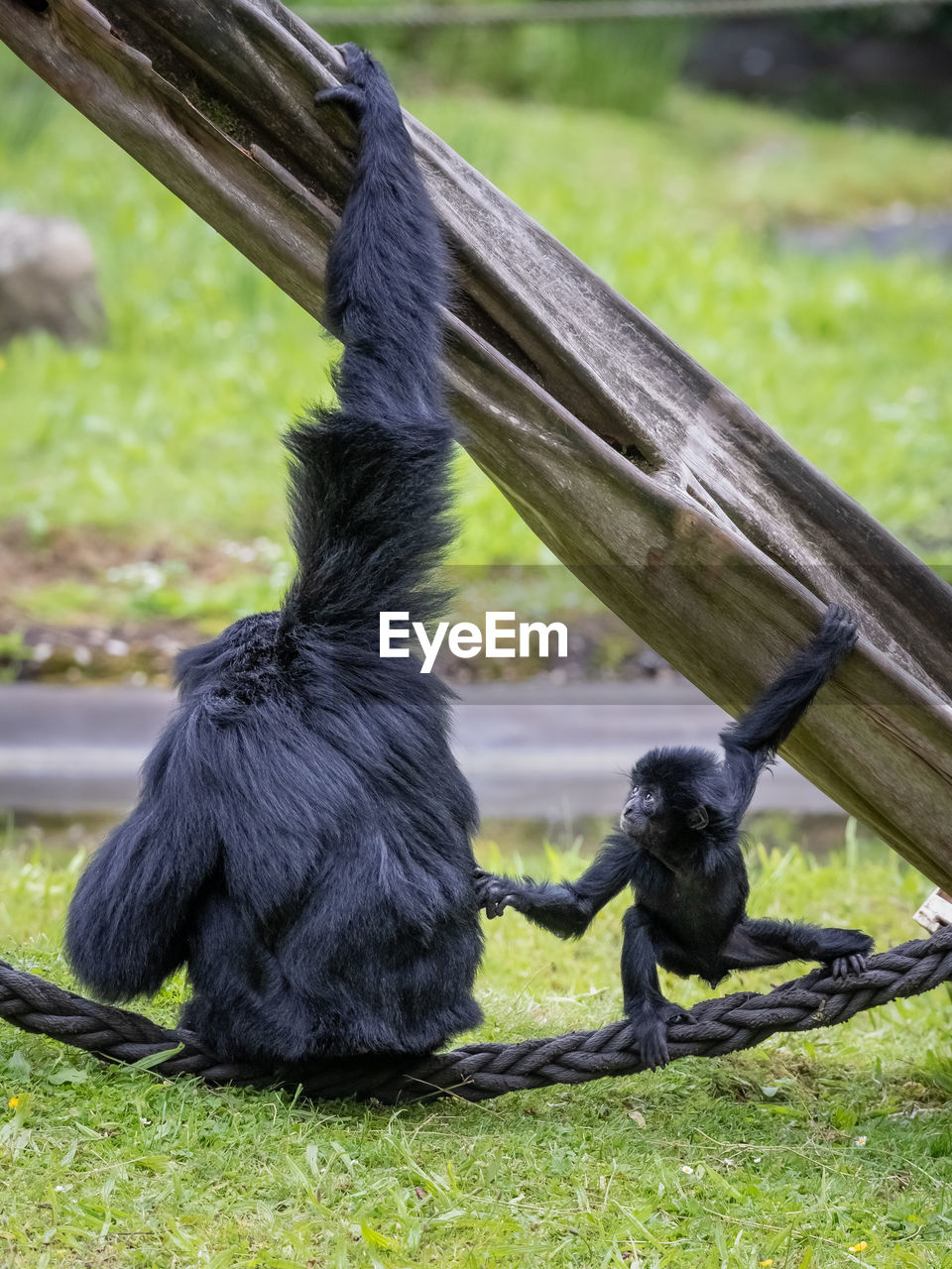 Monkeys mother an child playing on a field