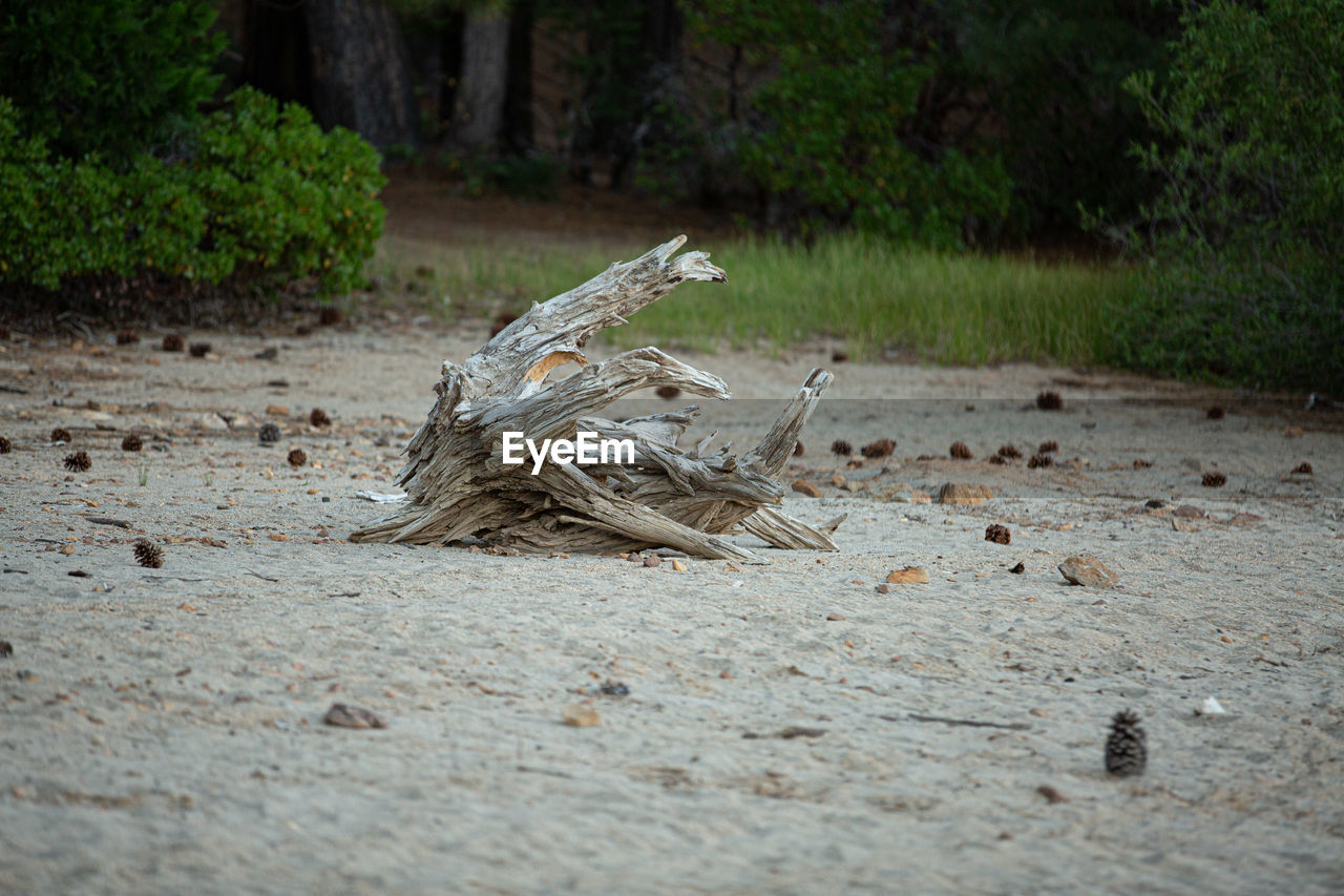 VIEW OF DEAD PLANT ON FIELD