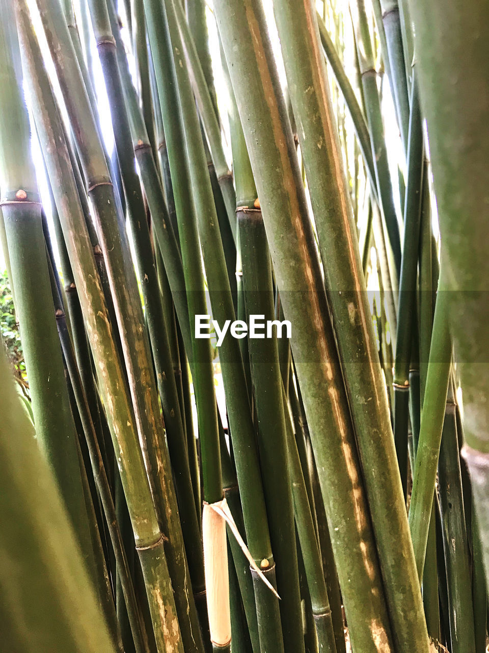 CLOSE-UP OF GREEN PLANT