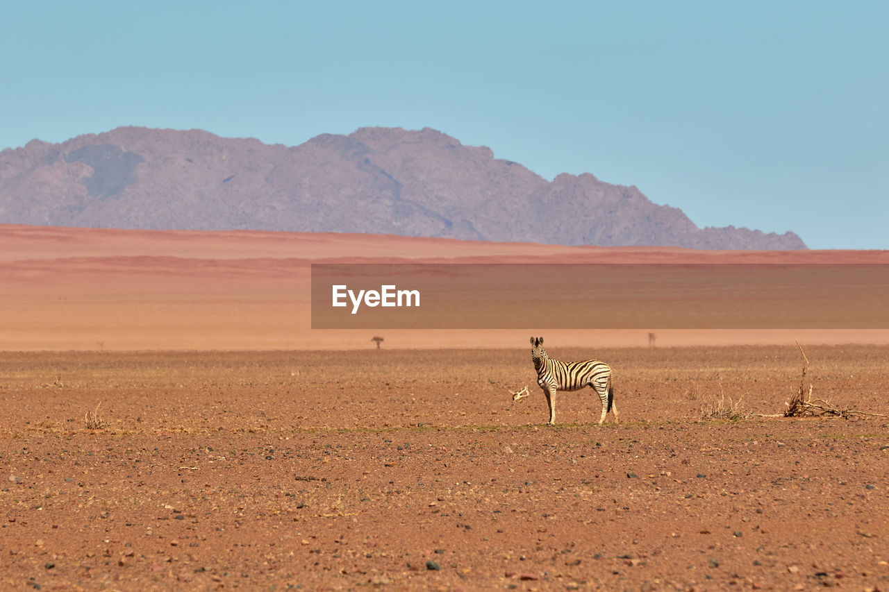 Zebra in the namib desert