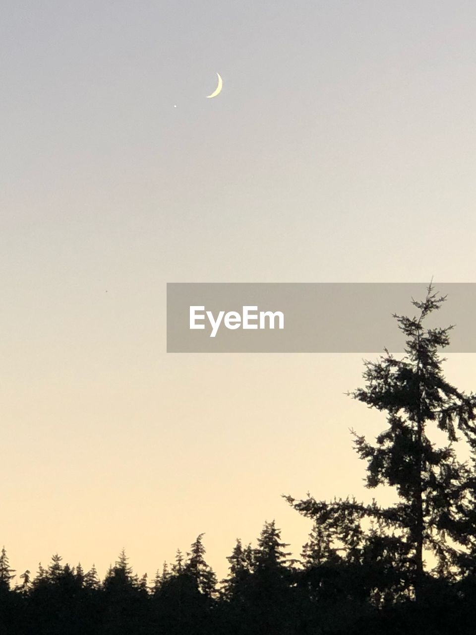 LOW ANGLE VIEW OF SILHOUETTE TREES AGAINST SKY AT SUNSET
