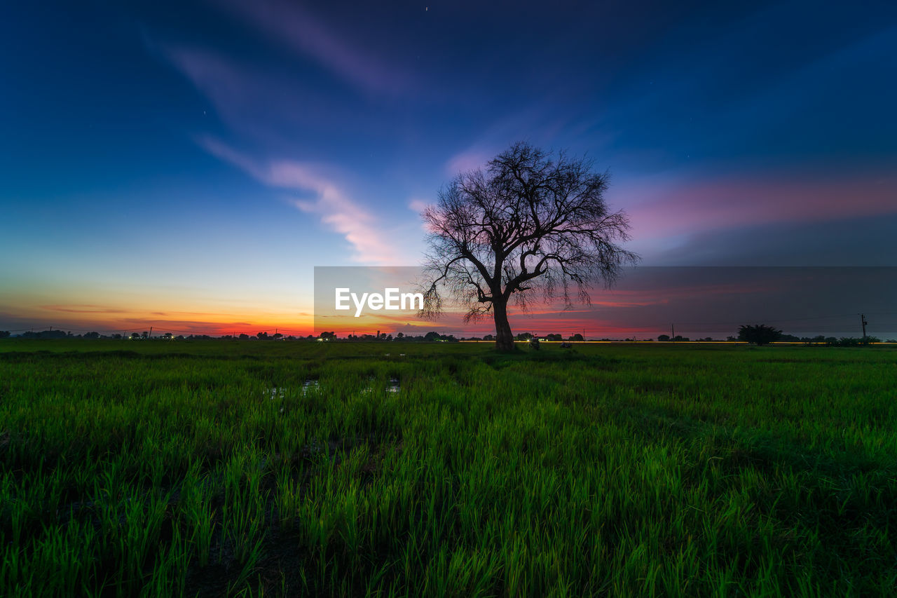 Lonely tree in the field during sunset
