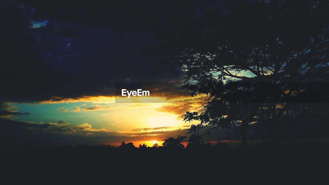 SILHOUETTE TREES AGAINST SKY