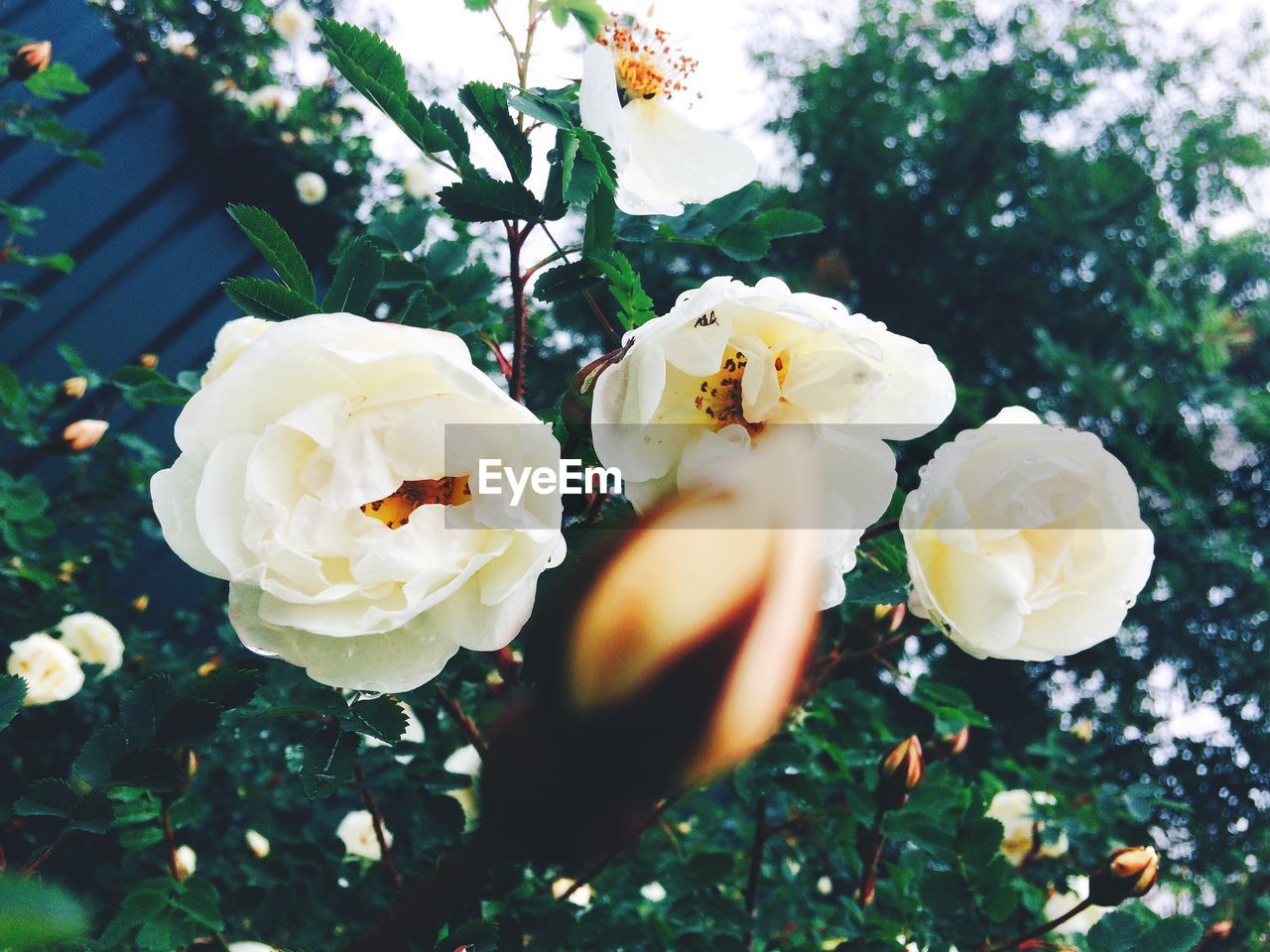 CLOSE-UP OF ROSE BLOOMING