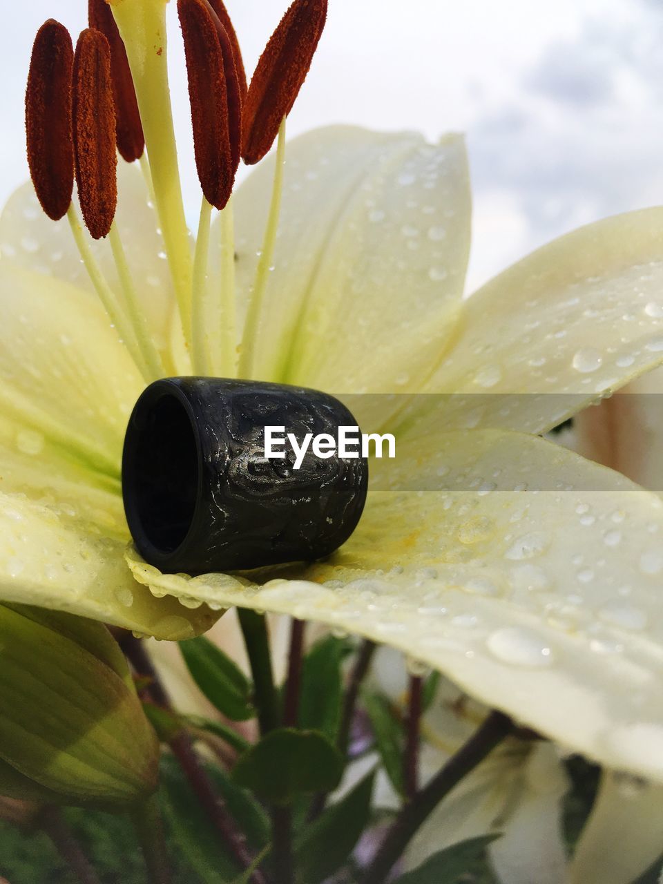 Close-up of wet flower