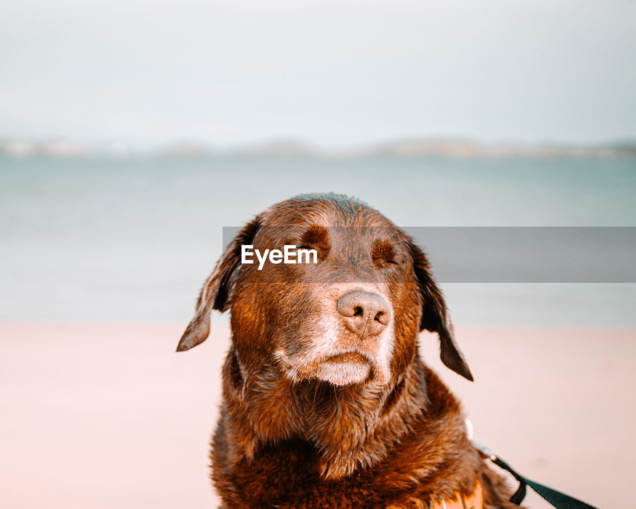 Close-up of dog at the beach