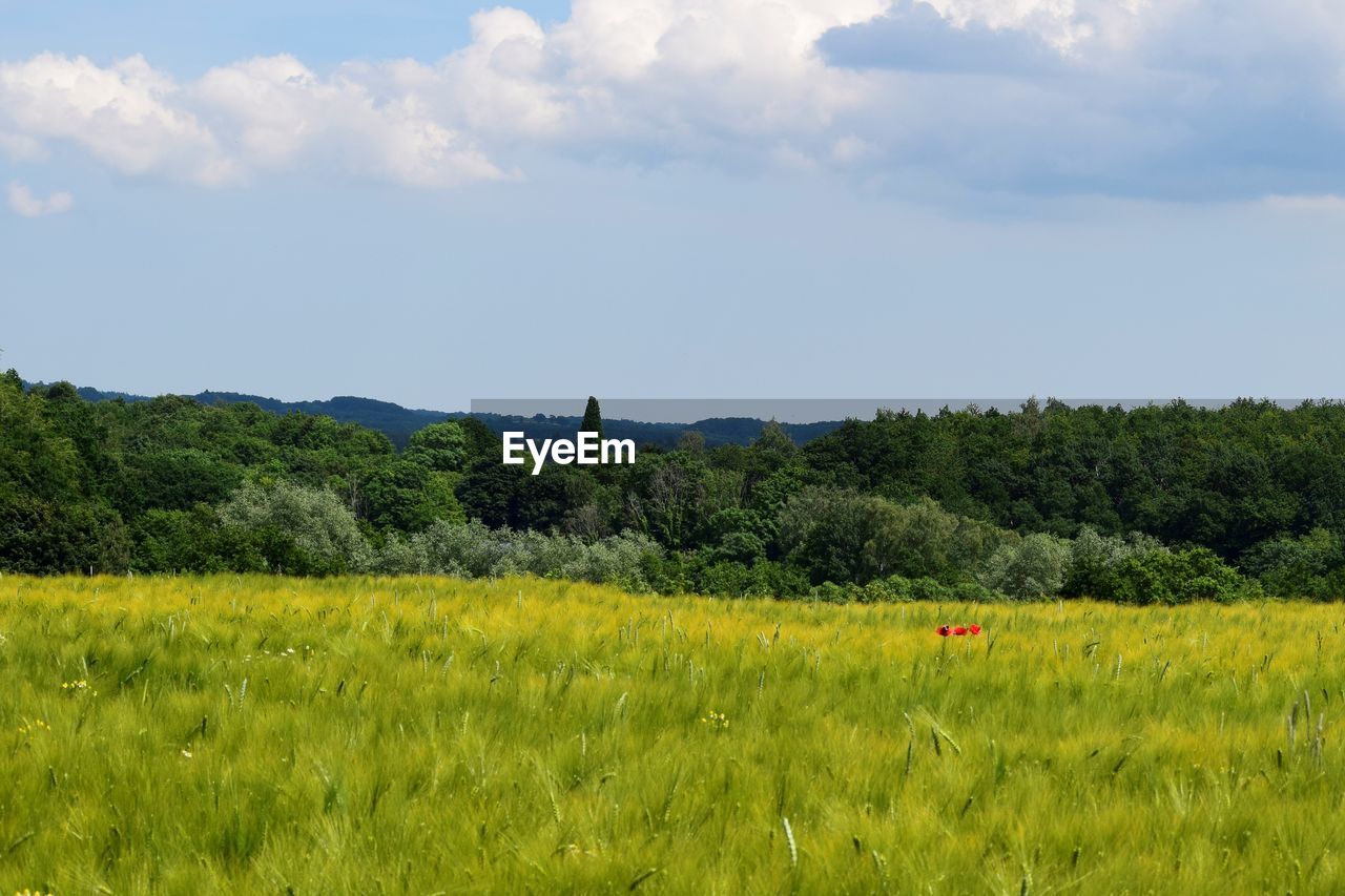 SCENIC VIEW OF FARM AGAINST SKY