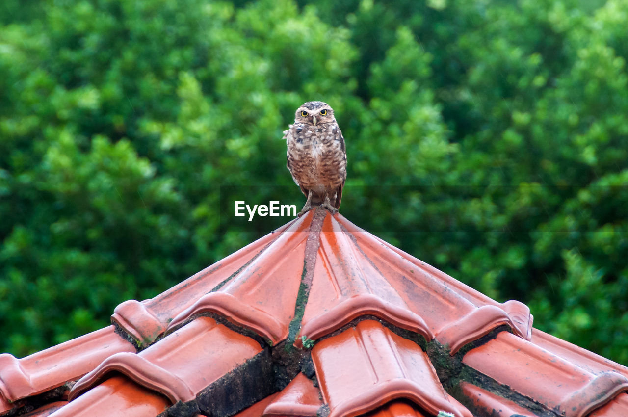 LOW ANGLE VIEW OF BIRD ON ROOF AGAINST TREES