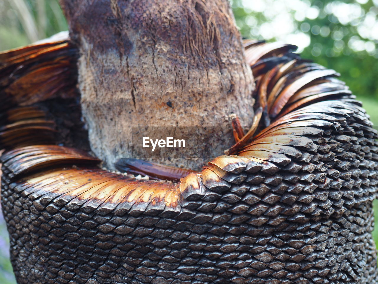 CLOSE-UP OF A LIZARD