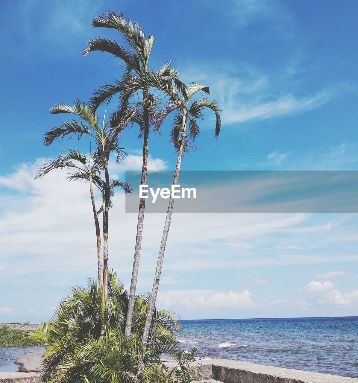 Palm tree by sea against sky