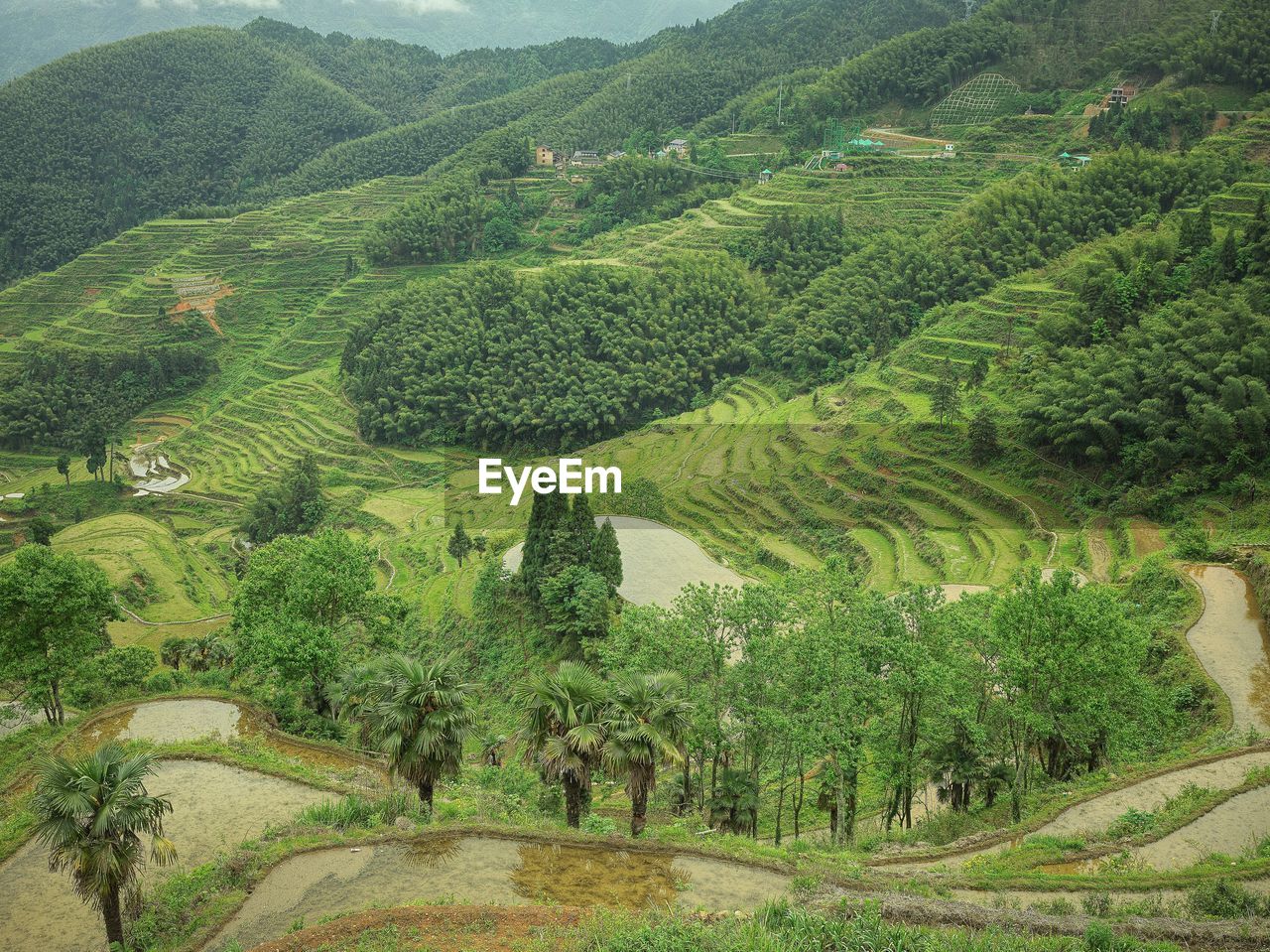 High angle view of trees on field