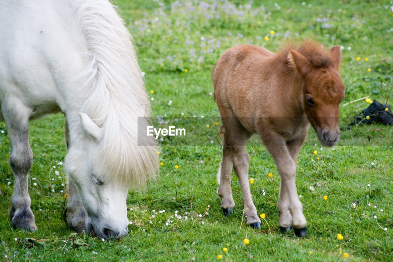 Shetland pony and foal on grassy field