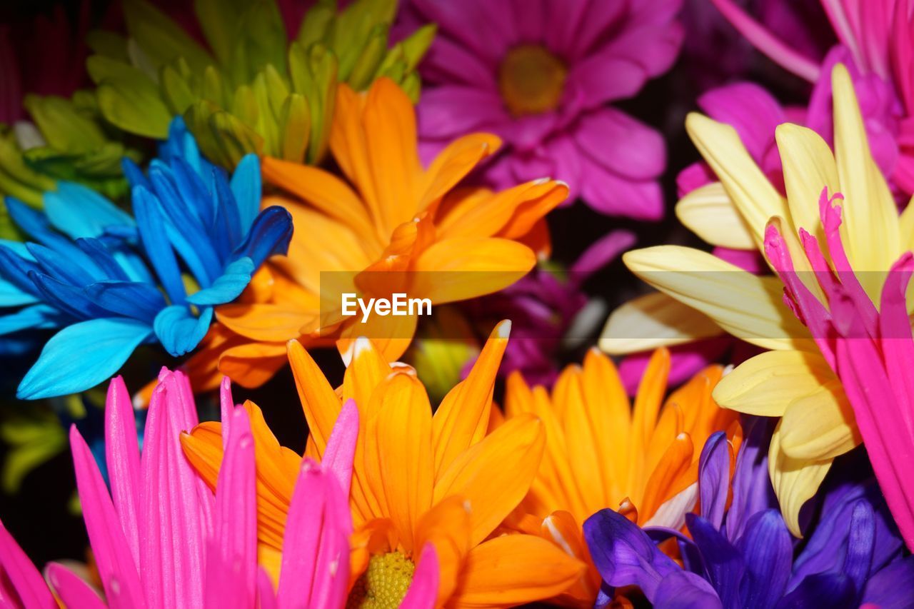 Close-up of purple flowers