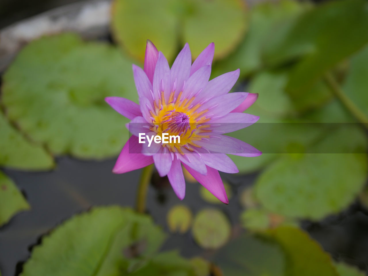 flower, flowering plant, plant, freshness, water lily, beauty in nature, leaf, flower head, petal, plant part, inflorescence, pond, pink, close-up, aquatic plant, nature, water, fragility, lotus water lily, growth, macro photography, no people, purple, pollen, floating, floating on water, lily, blossom, outdoors, focus on foreground, green, botany, day, springtime, yellow, magenta