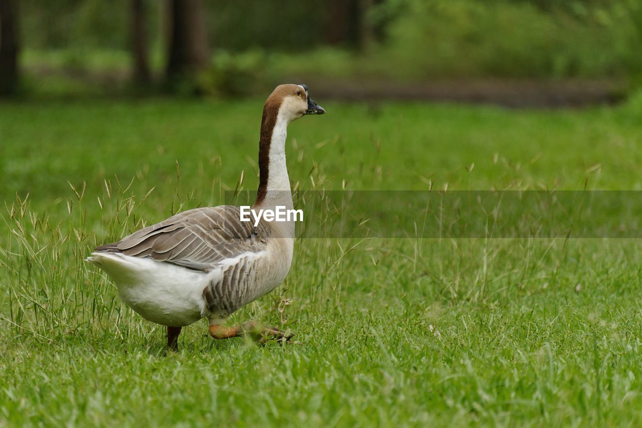 MALLARD DUCK ON GRASS
