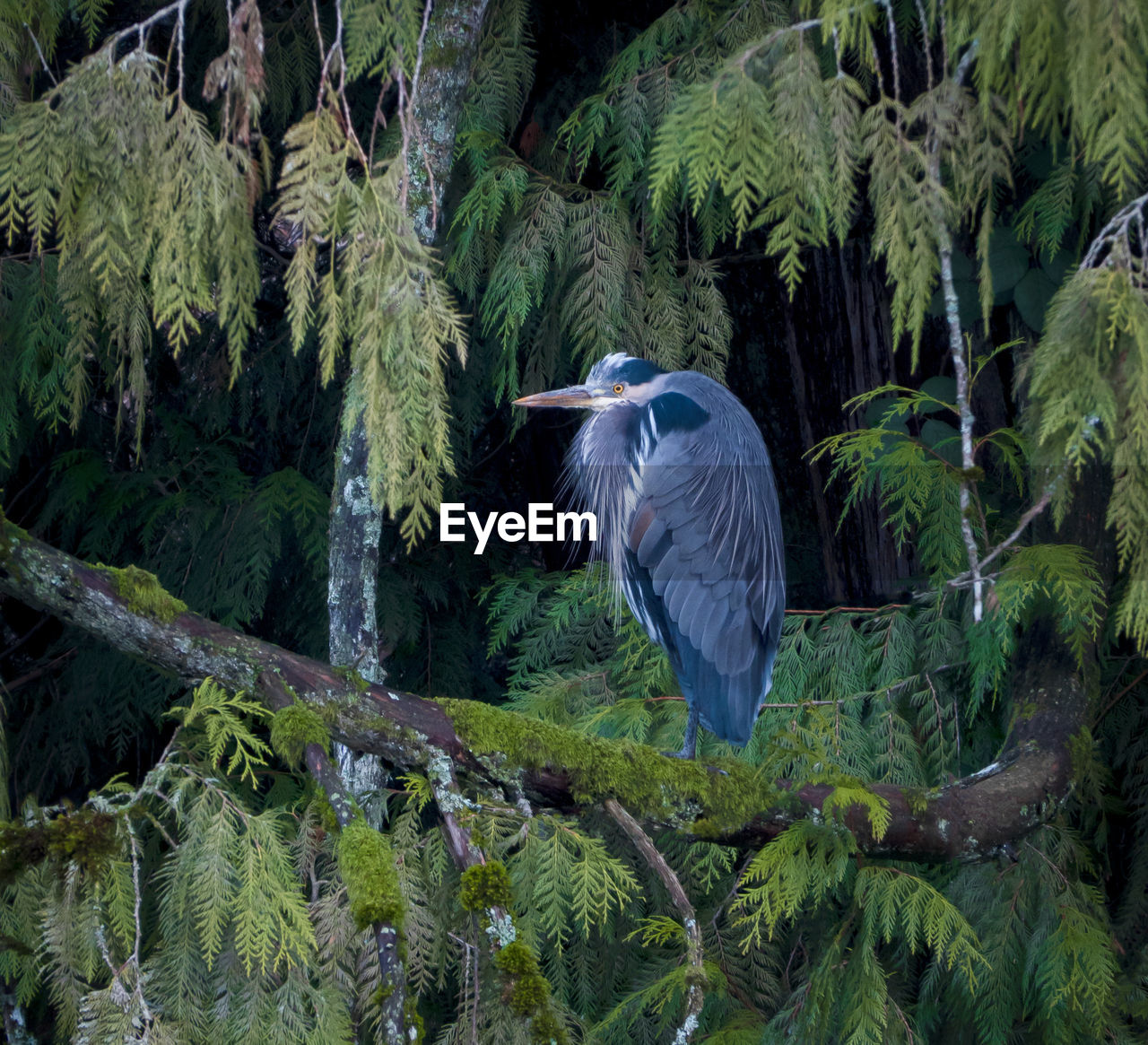 GRAY HERON PERCHING ON A TREE