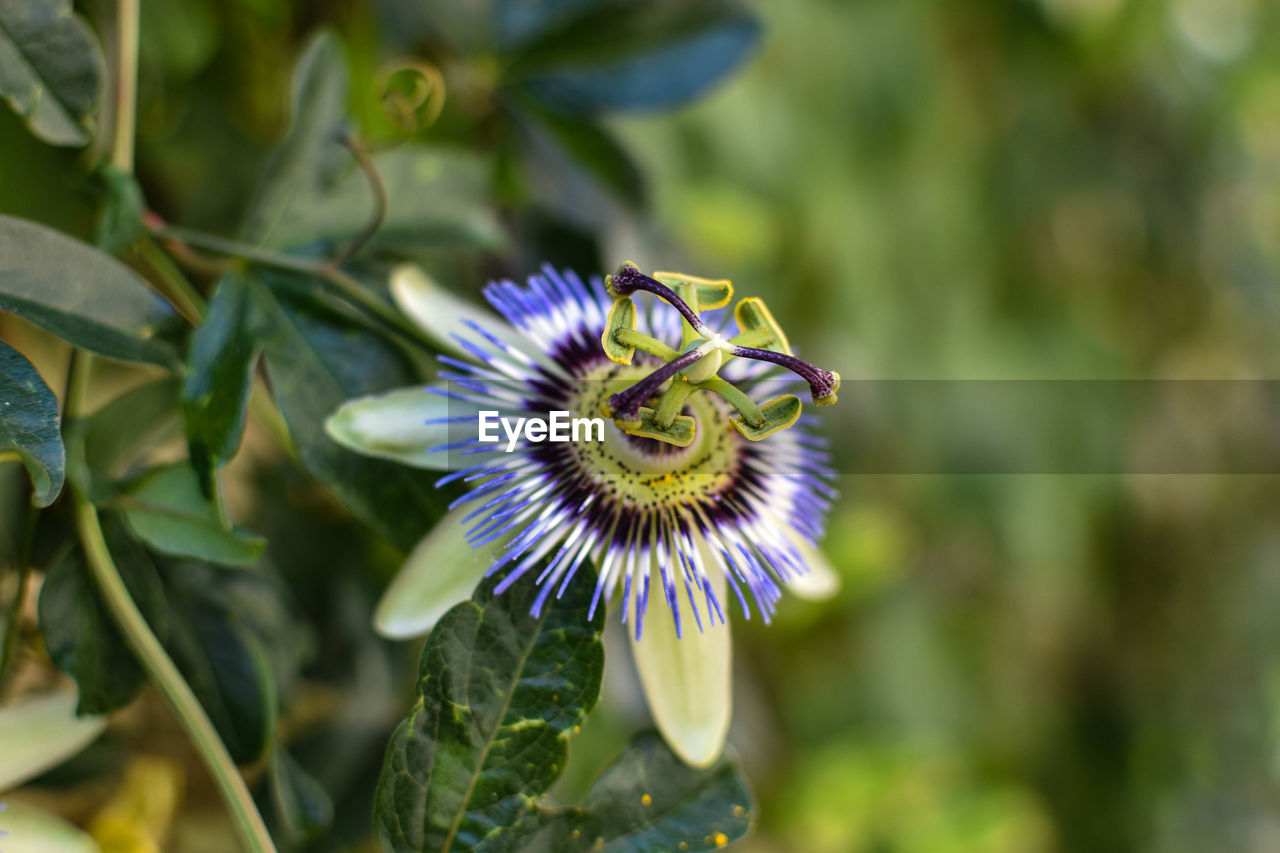 Close-up of purple flower blooming outdoors