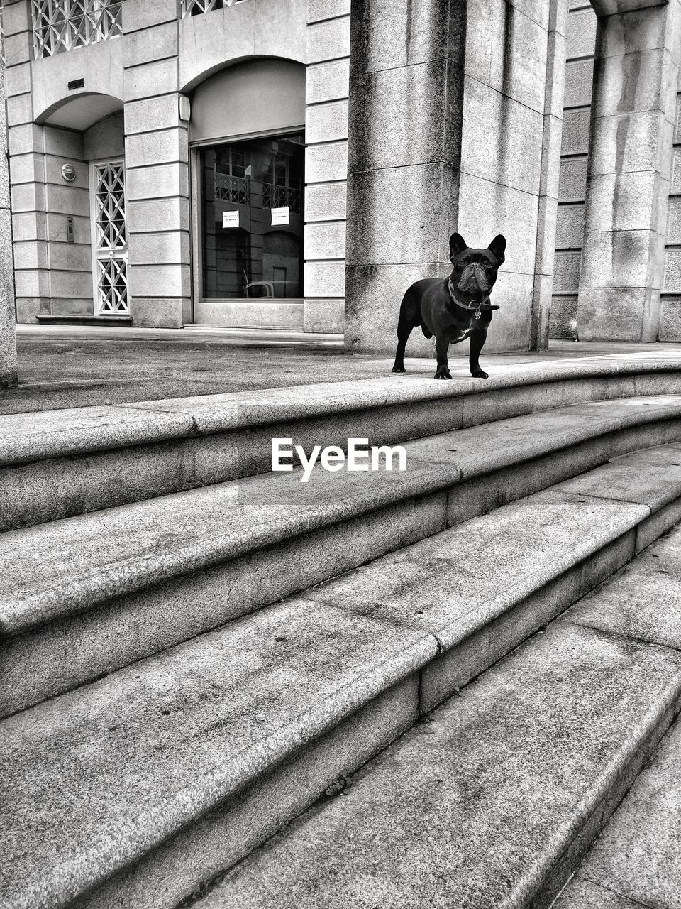 Dog standing on steps