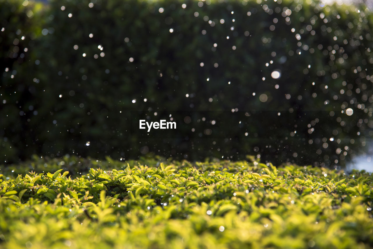 Scenic view of grassy field during snowfall