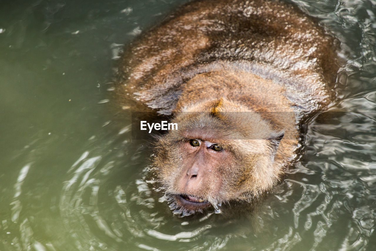 High angle view of long-tailed macaque swimming in lake