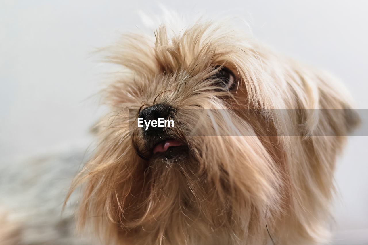 Yorkshire terrier dog gets nail cut hair grooming at salon and pet spa