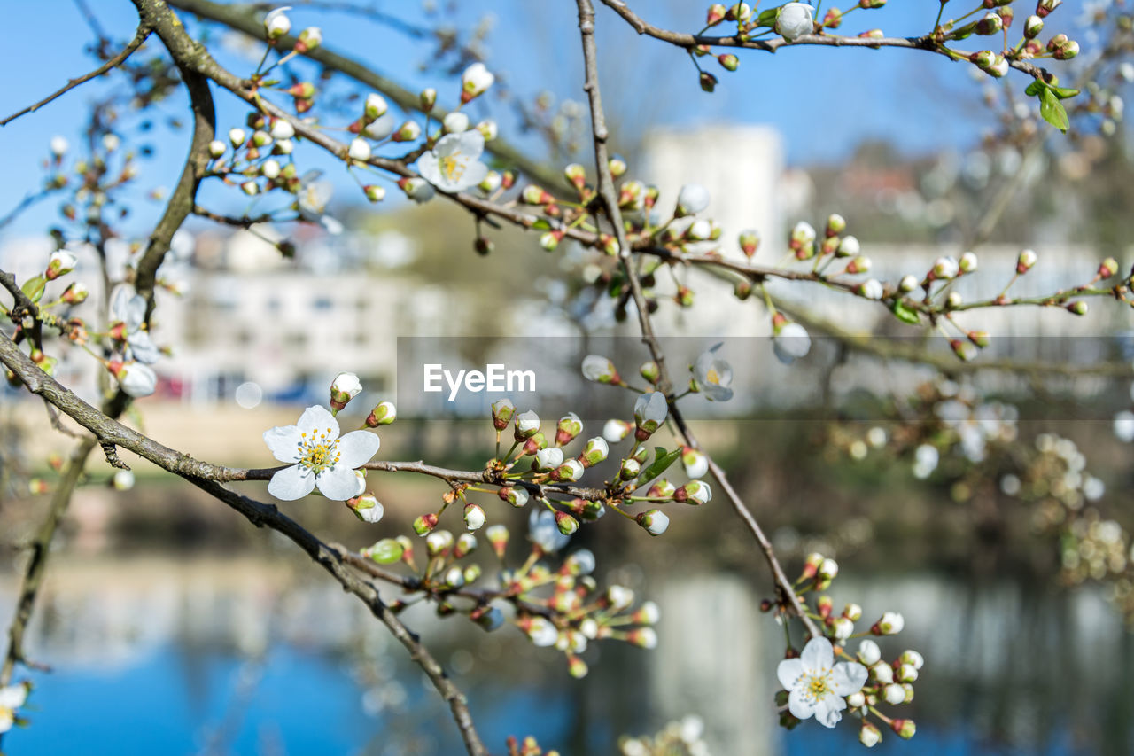 CLOSE-UP OF WHITE CHERRY BLOSSOM ON TWIG