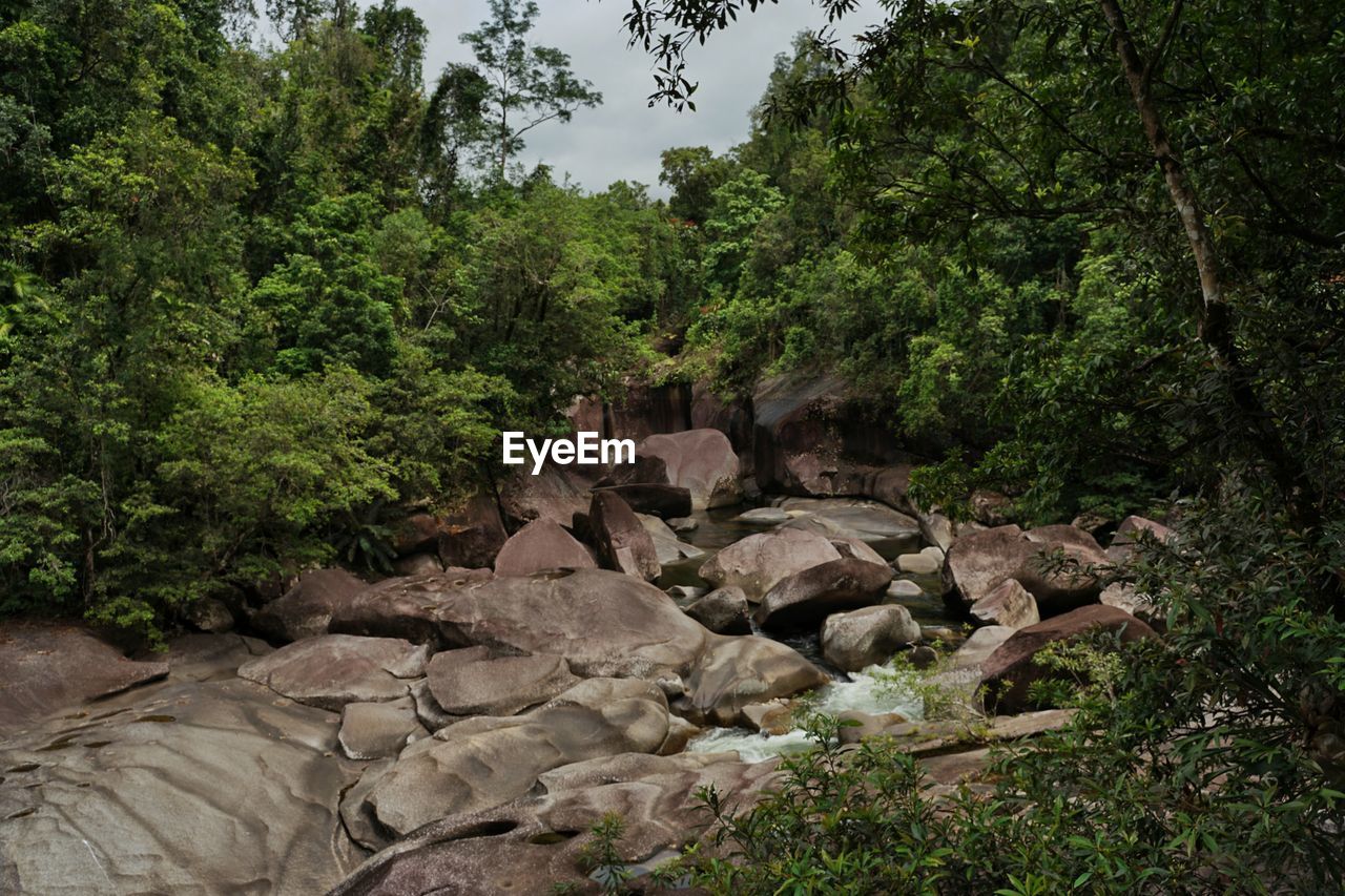 Scenic view of rocks in forest