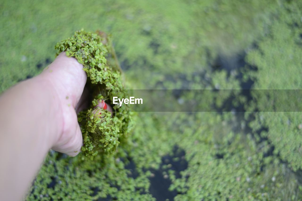 Cropped hand of woman holding wet rice plant