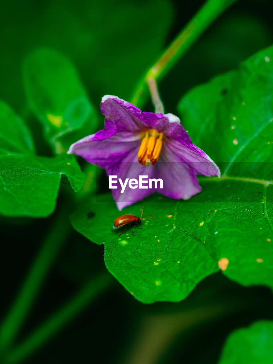 Close-up of water drops on purple flowering plant