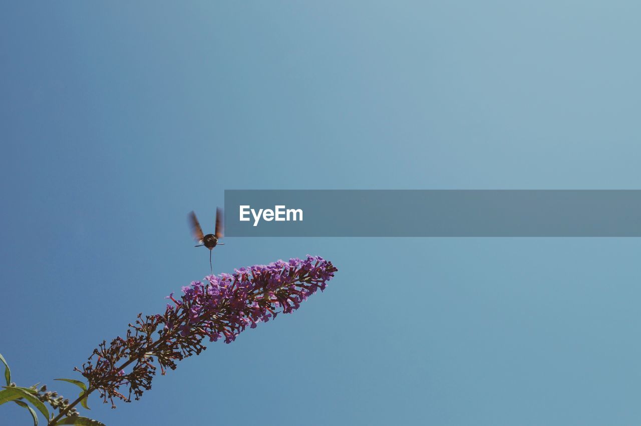 LOW ANGLE VIEW OF PINK FLOWER AGAINST CLEAR SKY