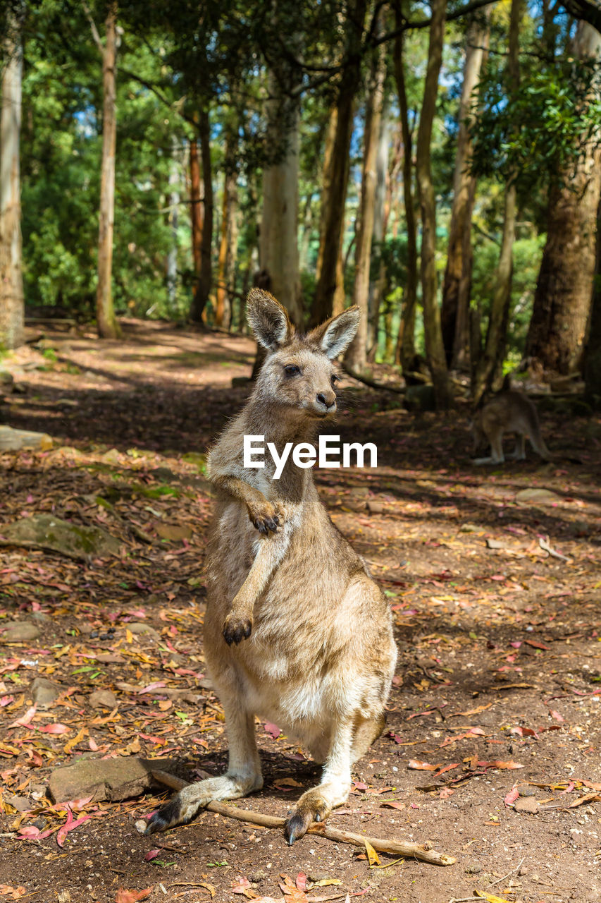 Kangaroo standing on field in forest