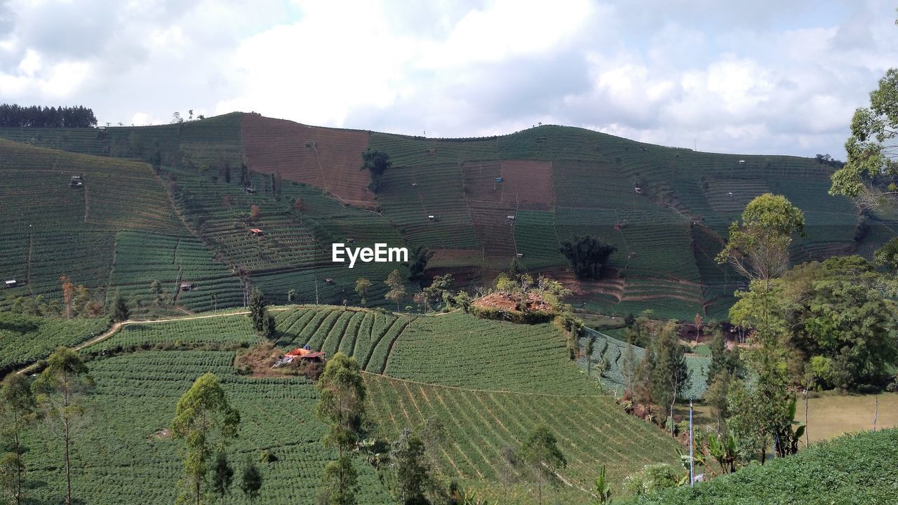 Scenic view of agricultural field against sky