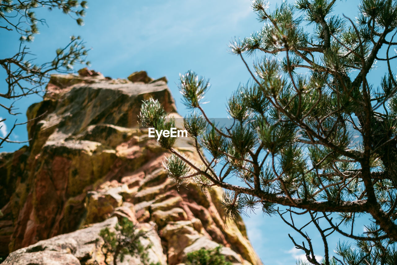 Low angle view of trees and rocks against sky