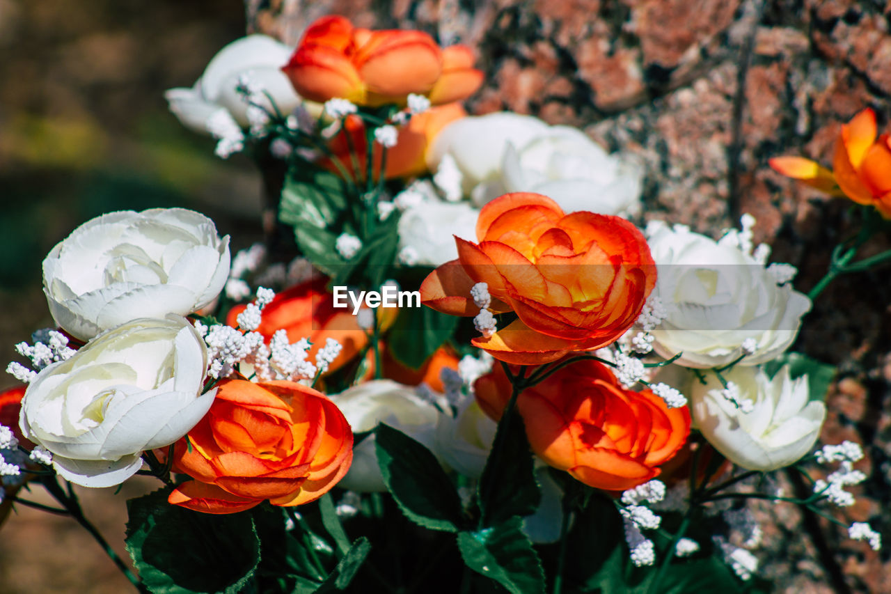 HIGH ANGLE VIEW OF ORANGE ROSES ON PLANT