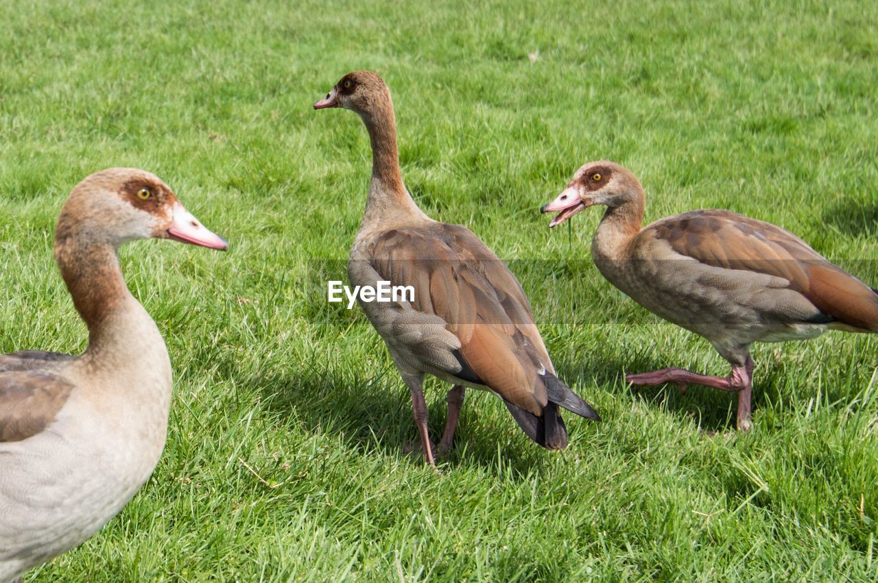 MALLARD DUCKS ON GRASS