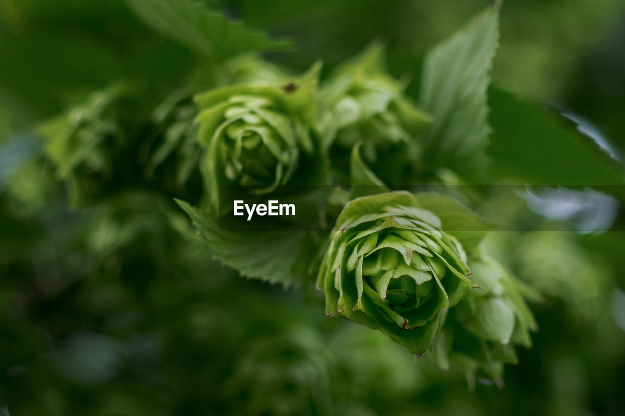 CLOSE-UP OF GREEN LEAVES