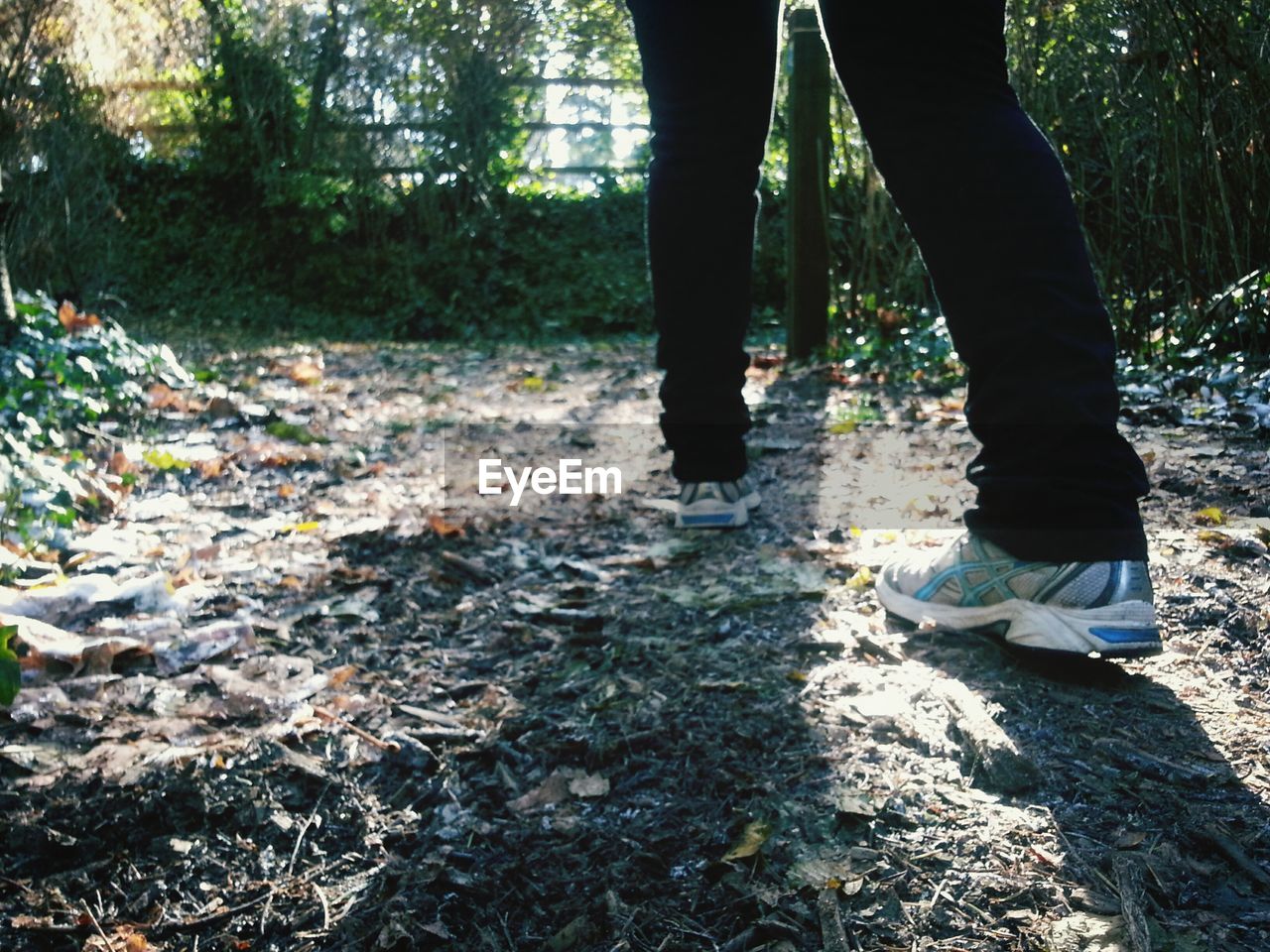 LOW SECTION OF PEOPLE STANDING ON TREE TRUNK IN FOREST