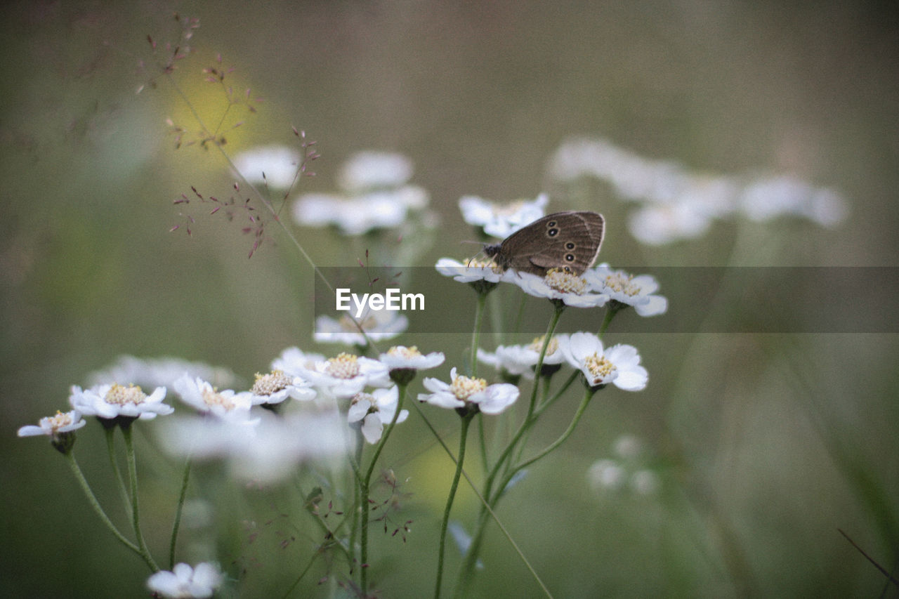 CLOSE-UP OF BUTTERFLY POLLINATING FLOWERS