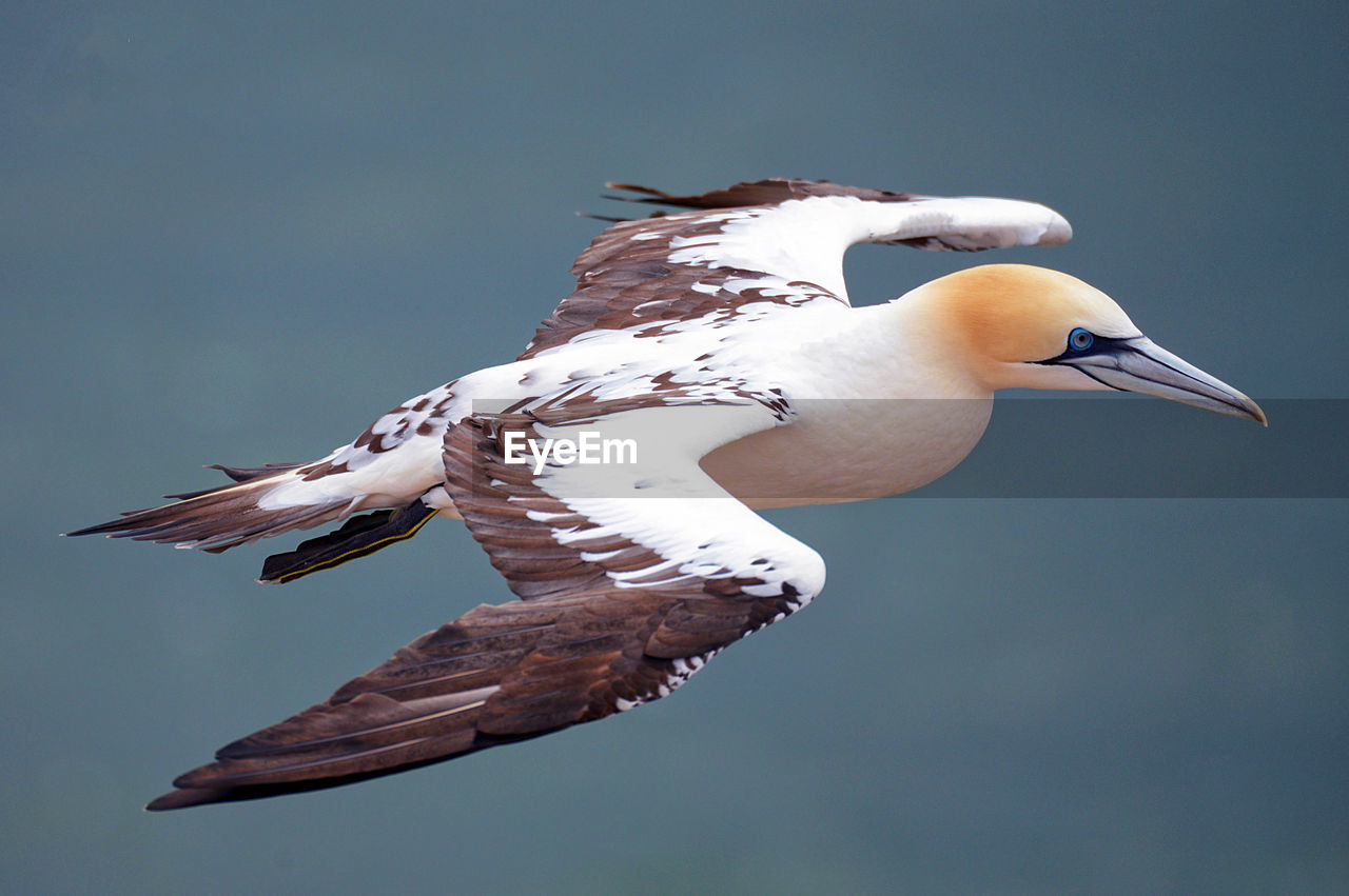 Close-up of bird flying in mid-air