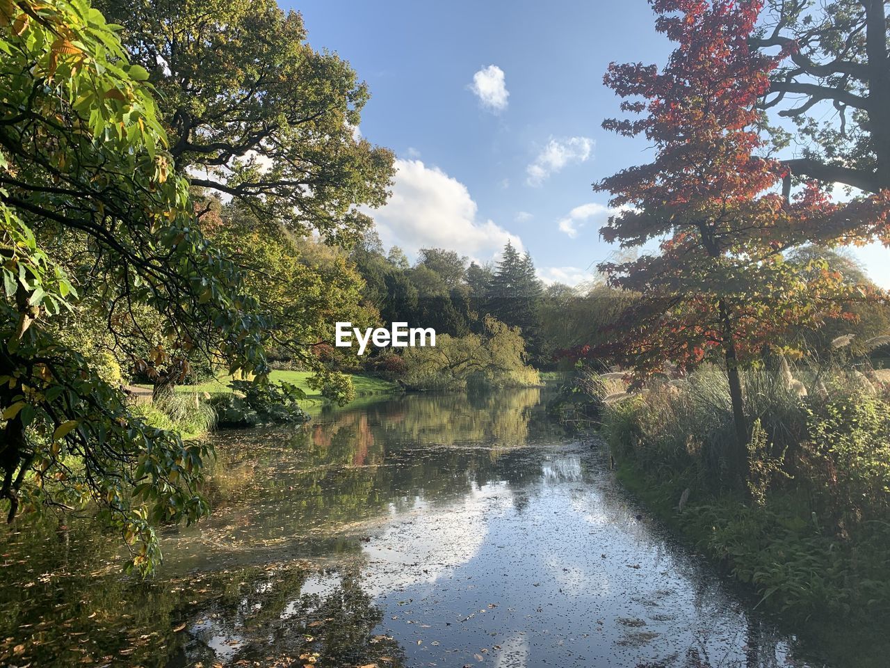 River amidst trees in forest against sky