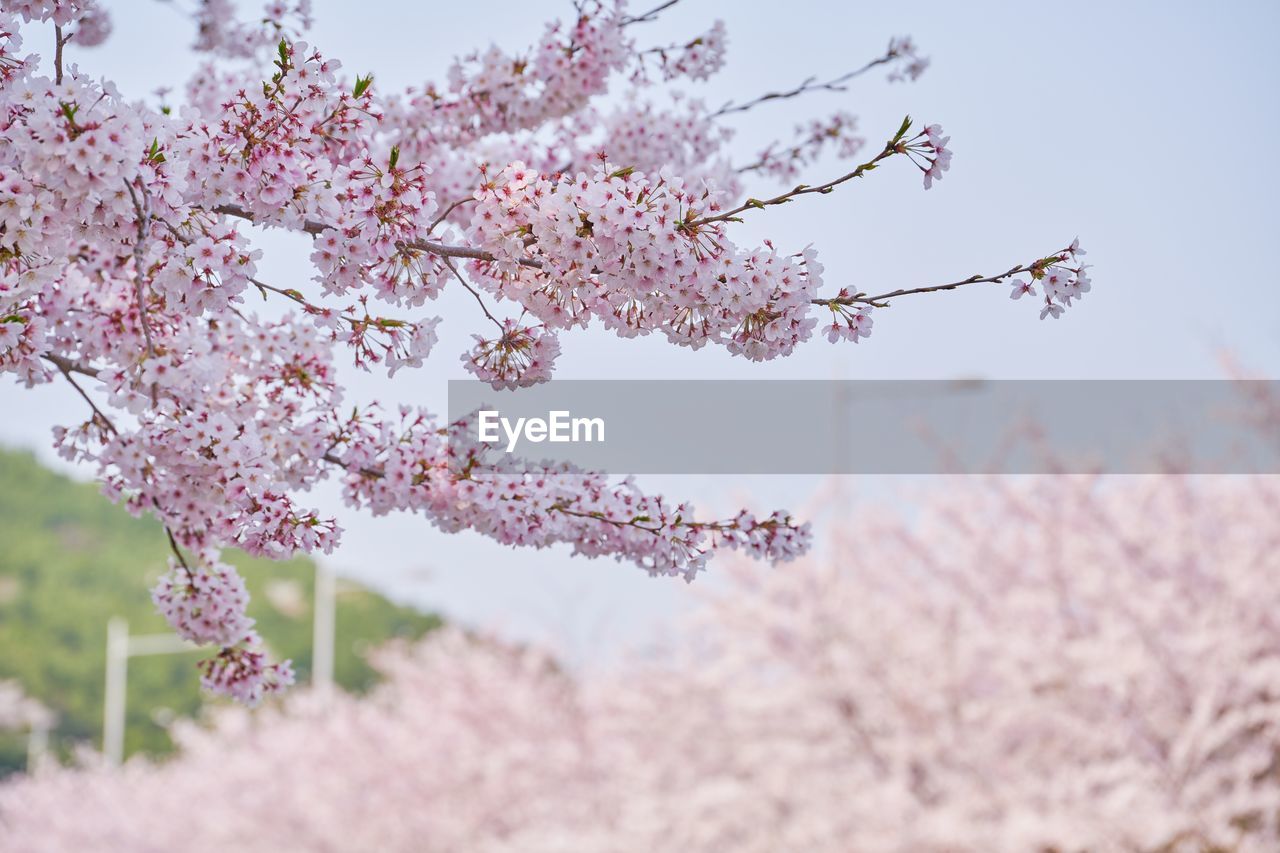 CLOSE-UP OF PINK CHERRY BLOSSOM