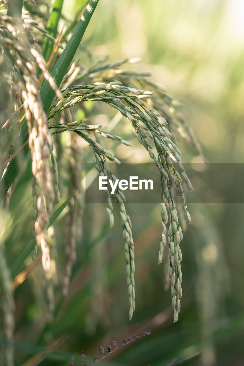 Close-up of stalks in wheat field