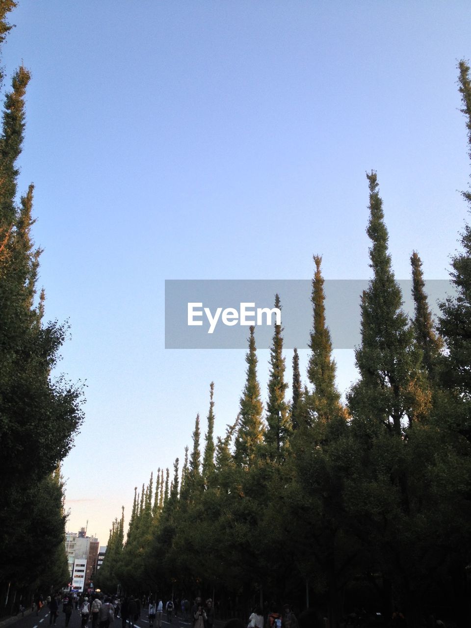 VIEW OF TREES AGAINST CLEAR SKY