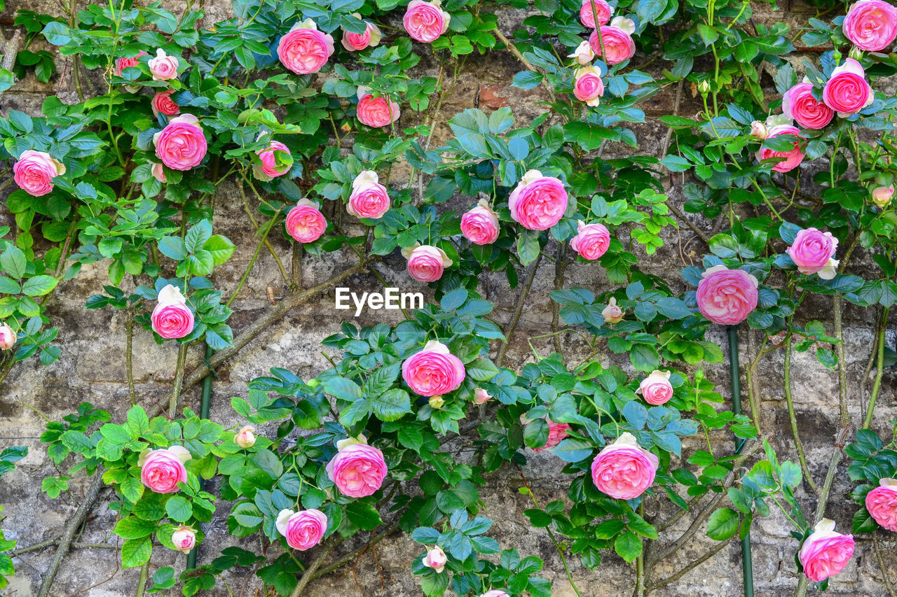 High angle view of pink flowering plants