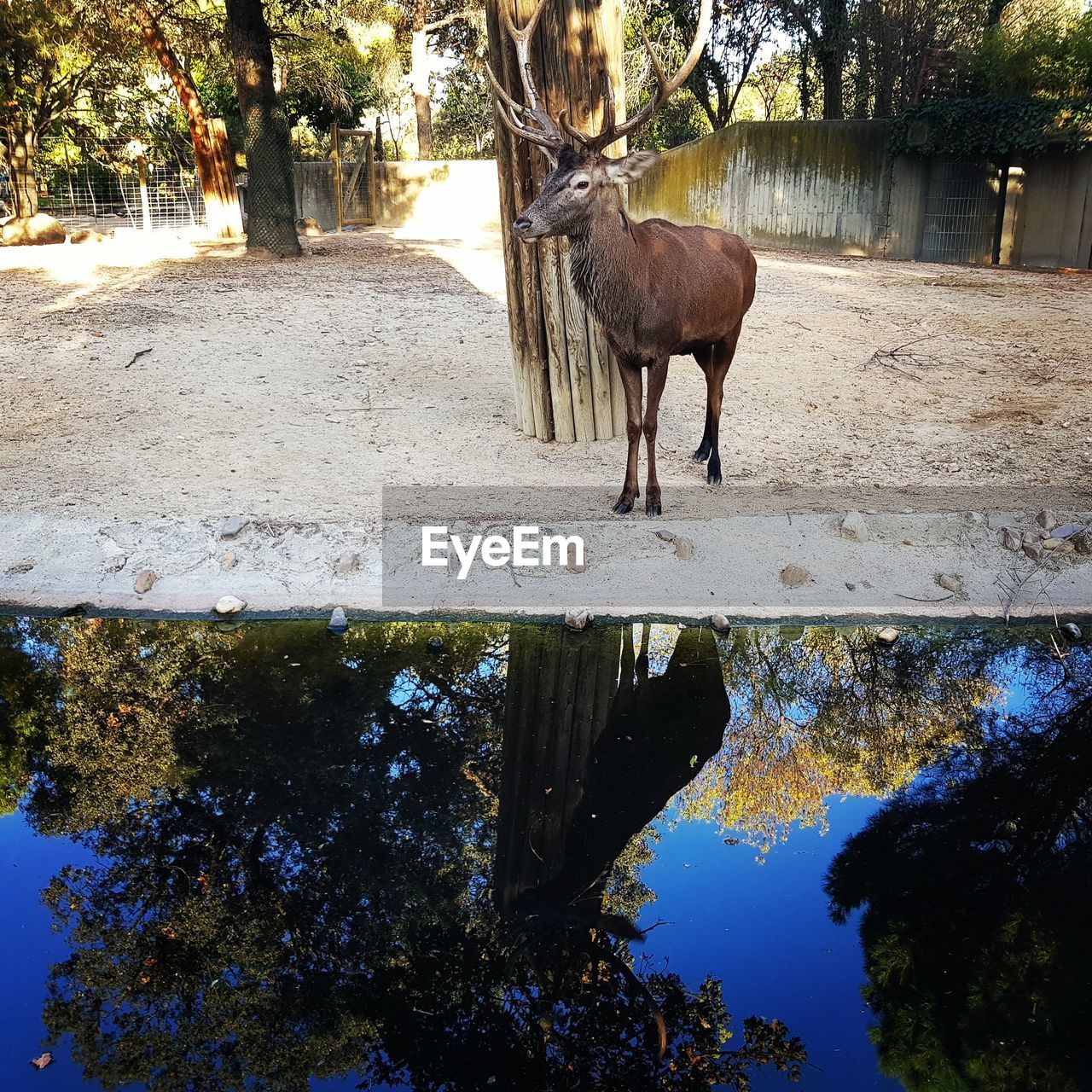 DEER ON TREE