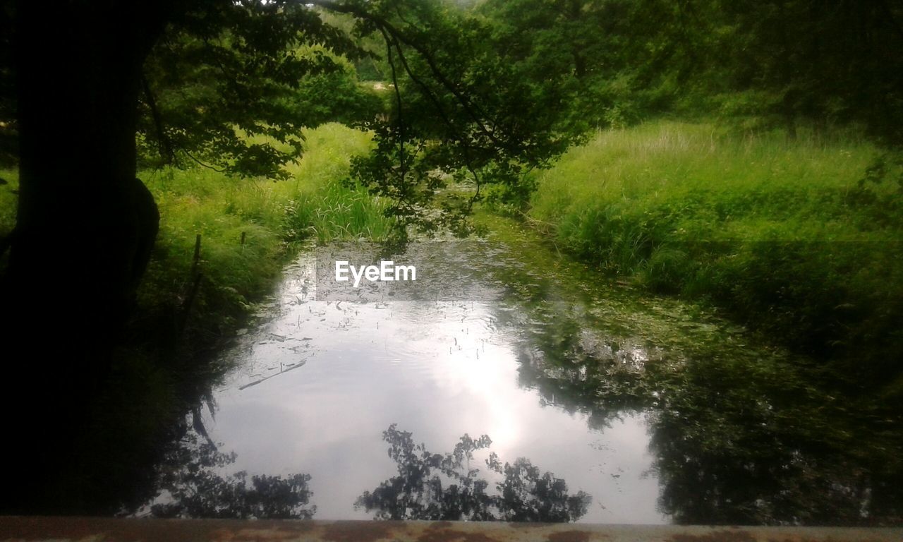 REFLECTION OF TREES ON WATER